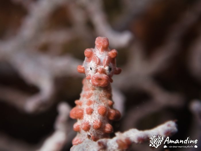 Hippocampus bargibanti