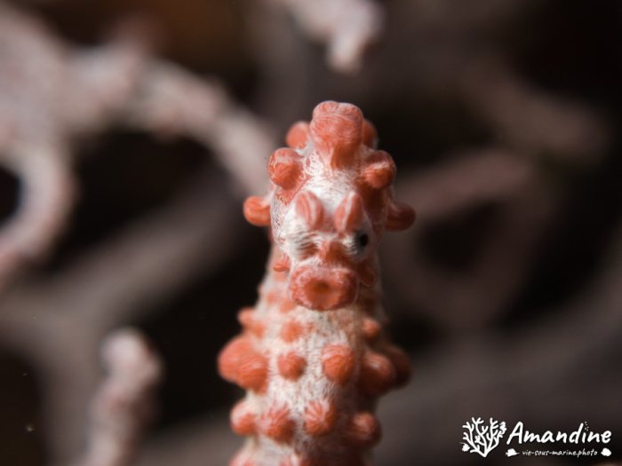 Hippocampus bargibanti