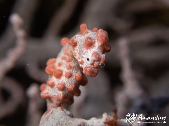 Hippocampus bargibanti