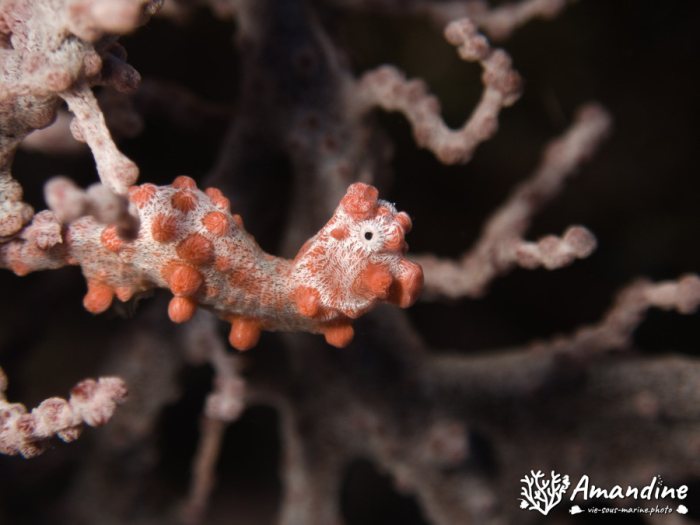 Hippocampus bargibanti