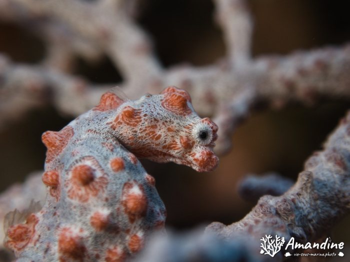 Hippocampus bargibanti