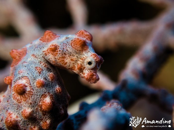 Hippocampus bargibanti