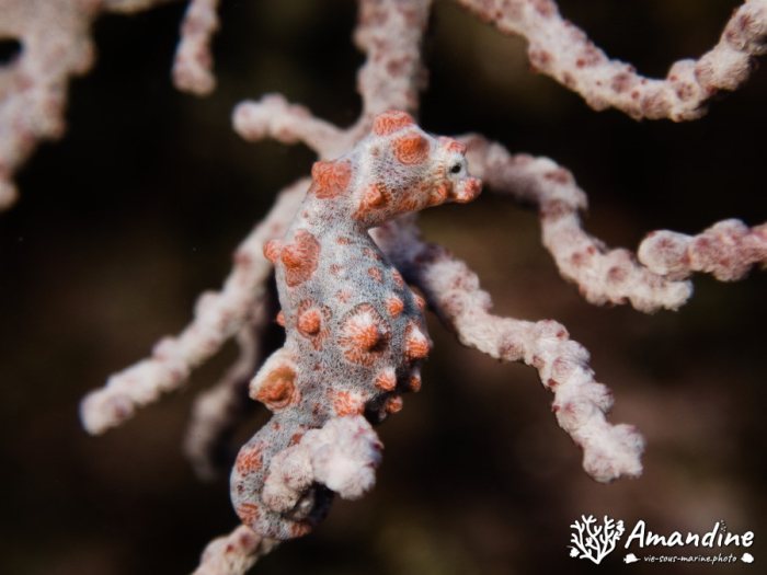 Hippocampus bargibanti