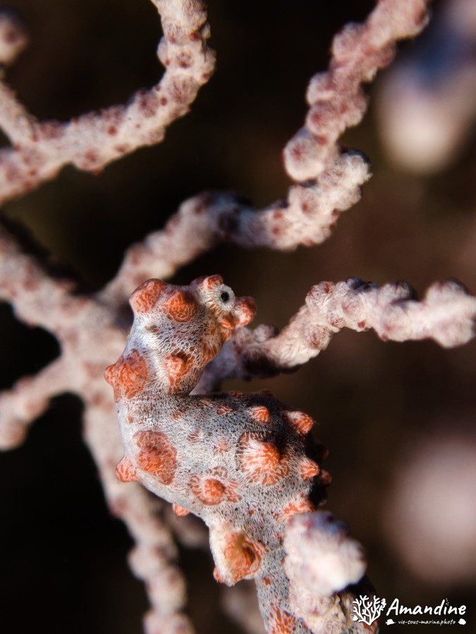 Hippocampus bargibanti