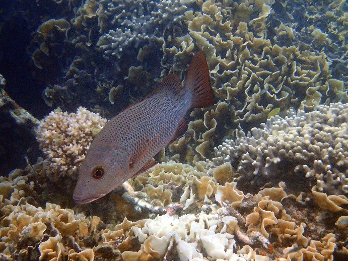 Lutjanus bohar