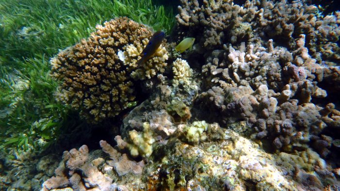 Neoglyphidodon polyacanthus