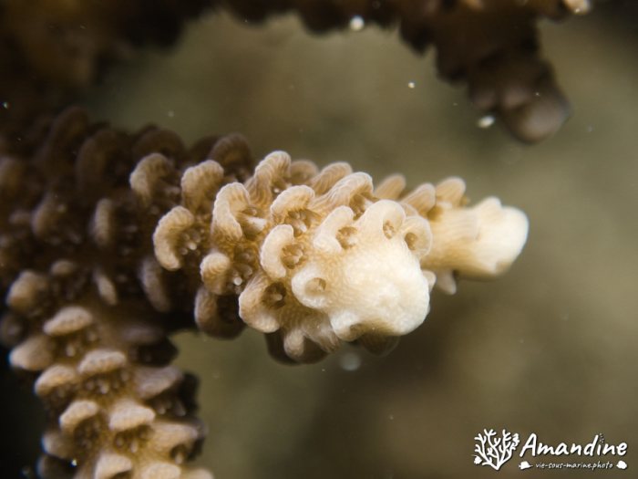 Corail dur