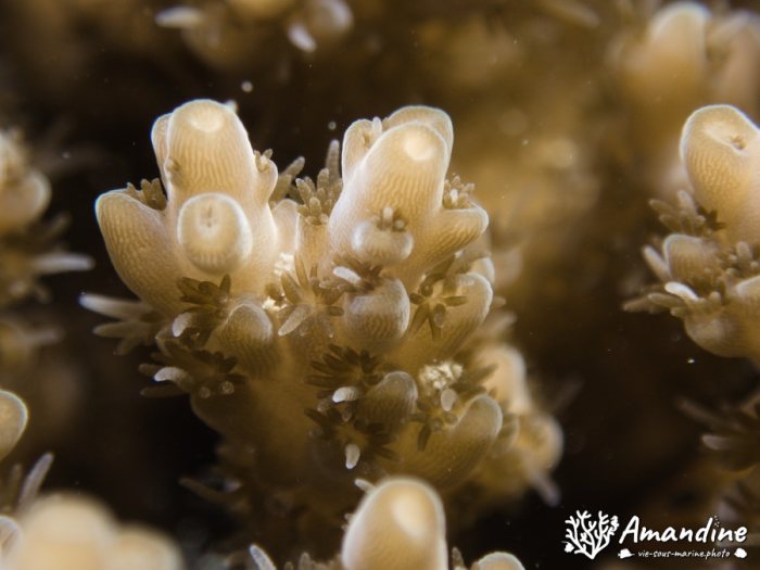 Corail dur