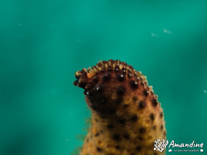 Étoile de mer