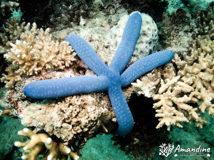 Étoile de mer