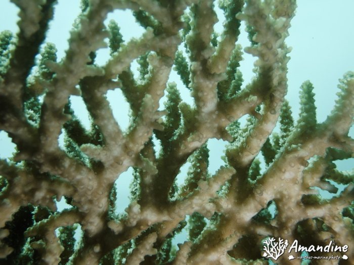 Corail dur