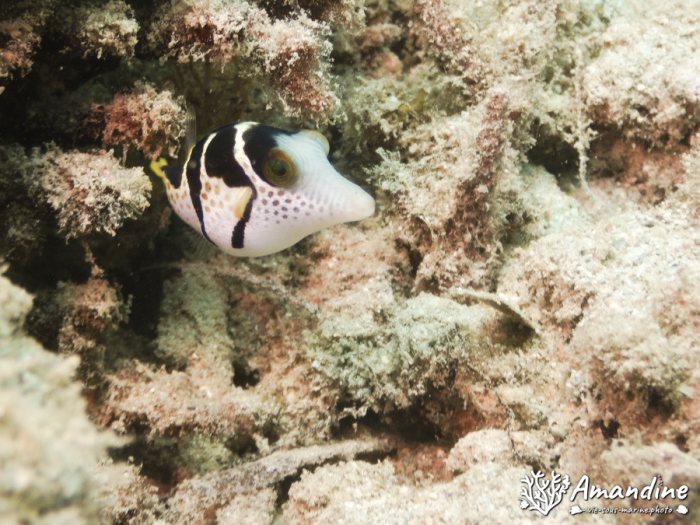 Canthigaster valentini