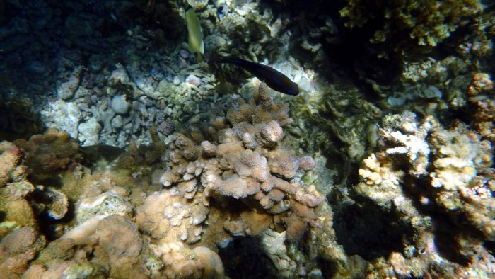 Neoglyphidodon polyacanthus