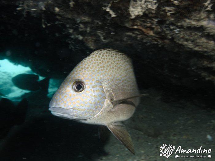 Poissons osseux