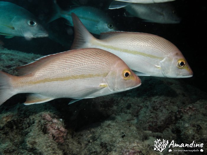 Lutjanus fulvus