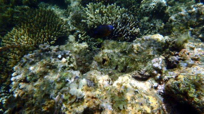 Neoglyphidodon polyacanthus