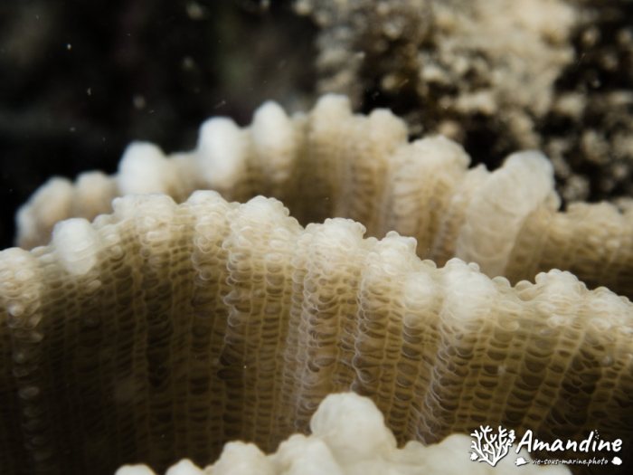 Corail dur