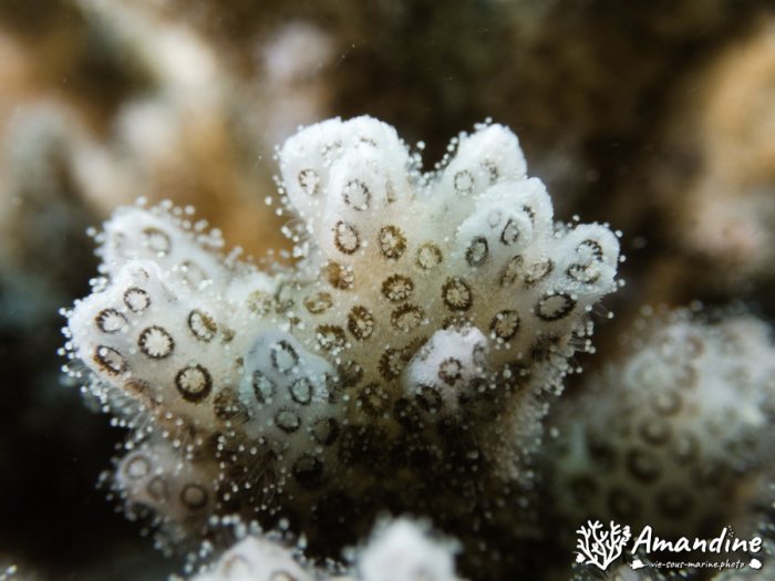 Corail dur