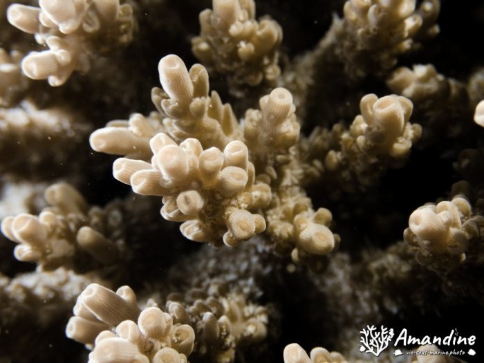 Corail dur