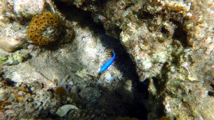 Chrysiptera taupou