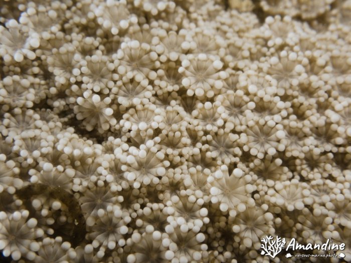 Corail dur