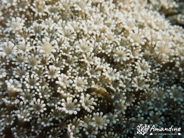 Corail dur