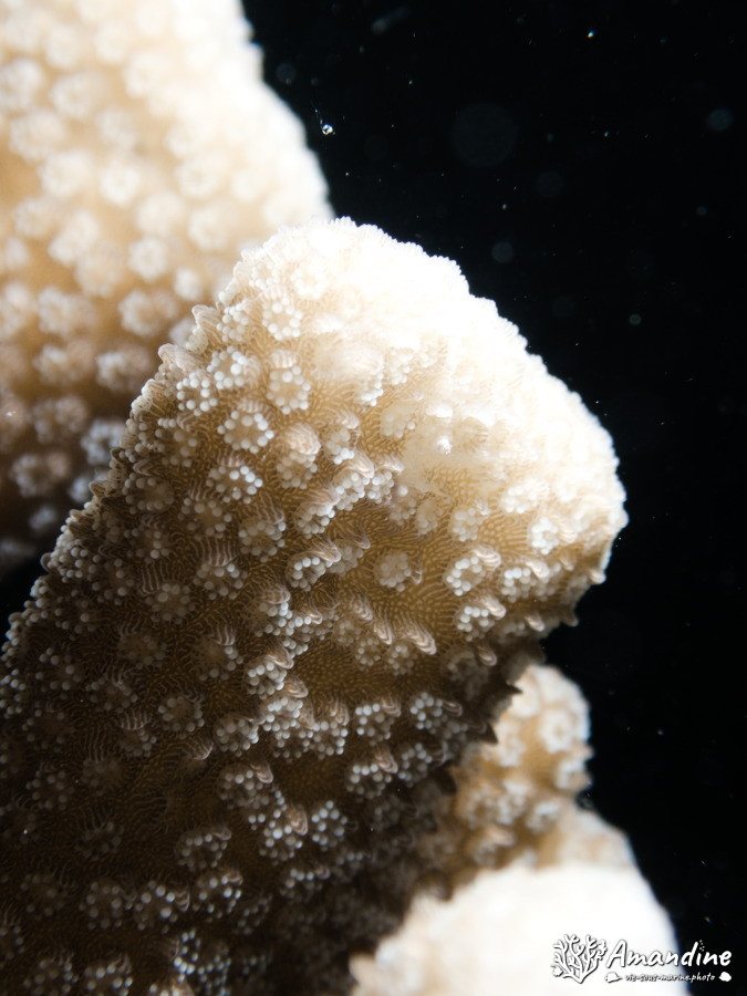 Corail dur
