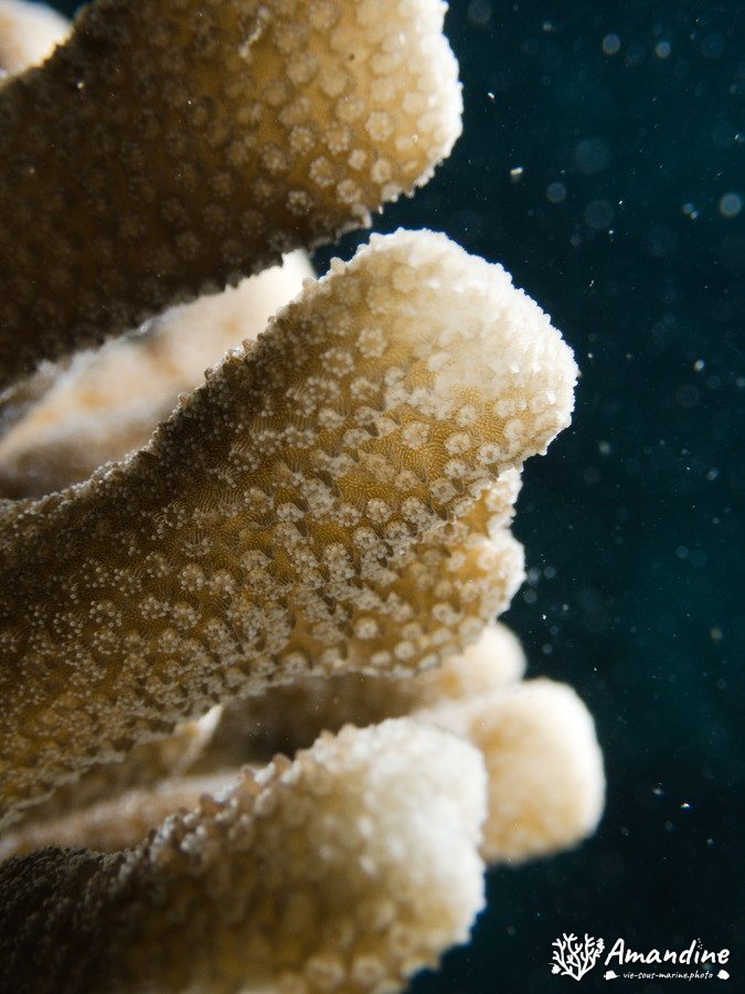 Corail dur