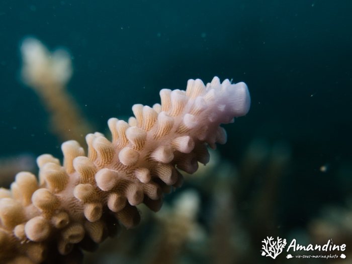 Corail dur