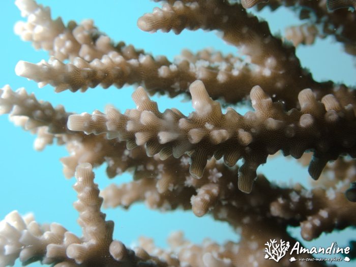Corail dur