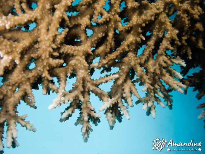 Corail dur