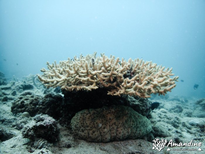 Corail dur