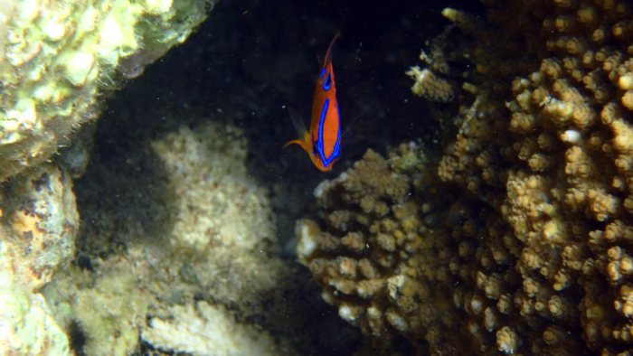 Neoglyphidodon polyacanthus