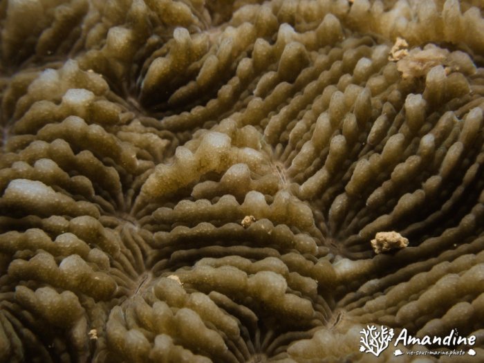 Corail dur