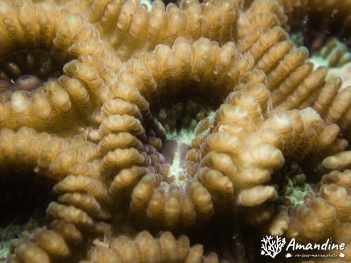 Corail dur