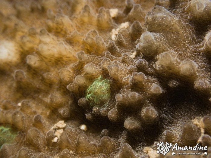Corail dur