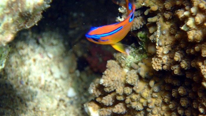 Neoglyphidodon polyacanthus