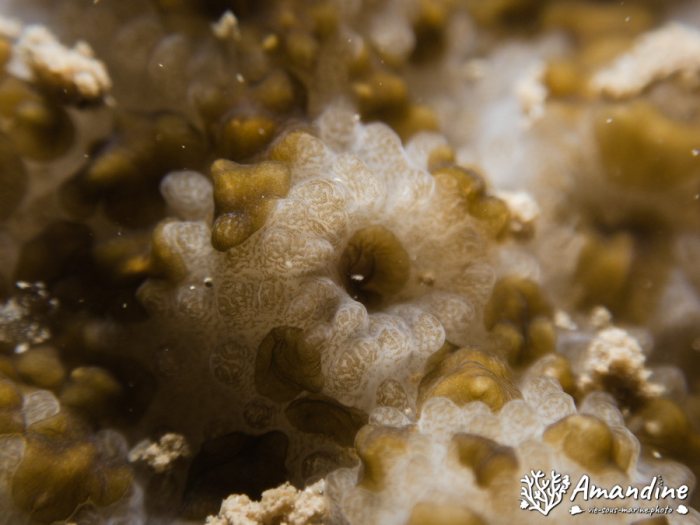 Corail dur