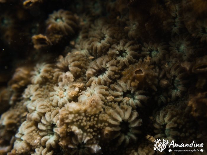 Corail dur