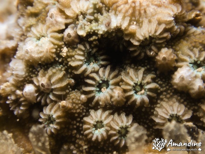 Corail dur