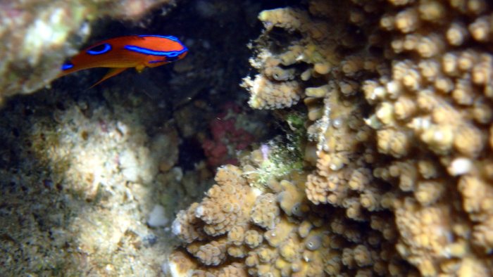 Neoglyphidodon polyacanthus
