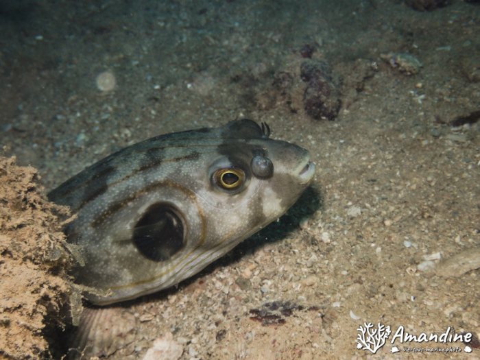 Arothron manilensis