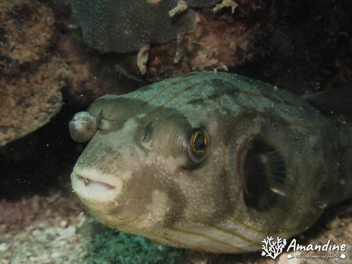 Arothron manilensis