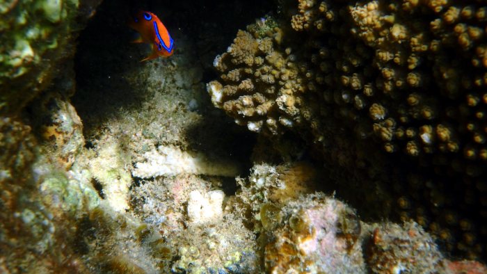 Neoglyphidodon polyacanthus