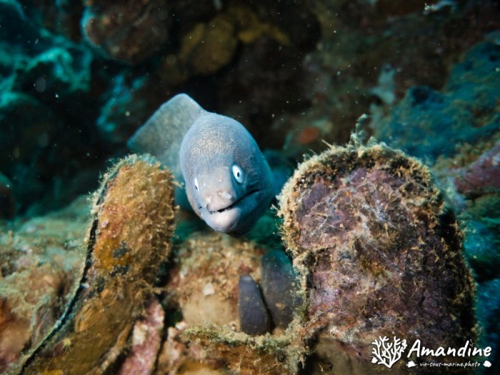 Gymnothorax thyrsoideus