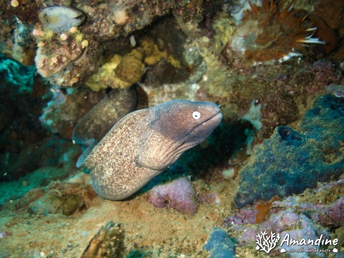 Gymnothorax thyrsoideus