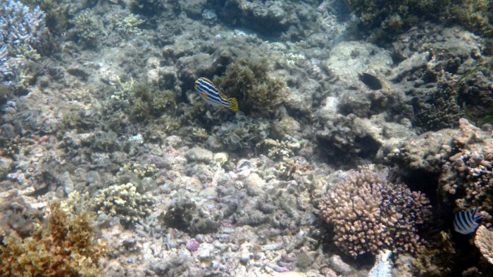 Plectorhinchus vittatus