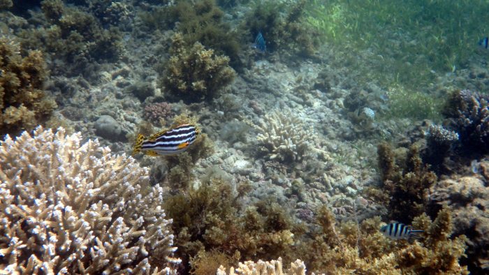 Plectorhinchus vittatus