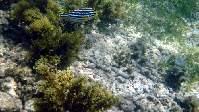Plectorhinchus vittatus