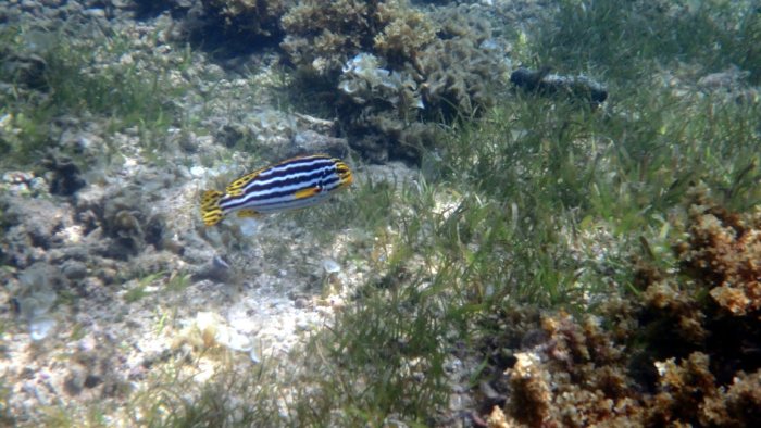 Plectorhinchus vittatus